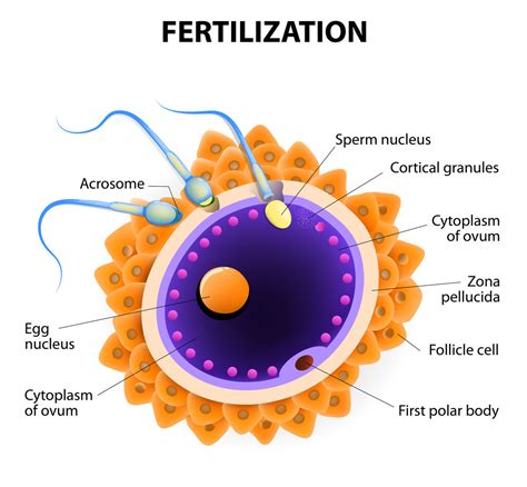 אקטיבציה לעידוד הפריה ב-IVF - המרכז הרב תחומי לפריון האשה והגבר – דר ...