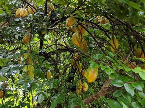 Carambola Um Guia Completo Desta Árvore - Guia das Suculentas