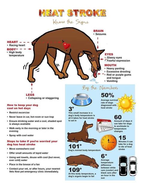 Protect your dog from heat stroke : r/coolguides