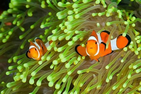 What Do Clownfish Eat in an Aquarium? Best Feeding Diet Plan