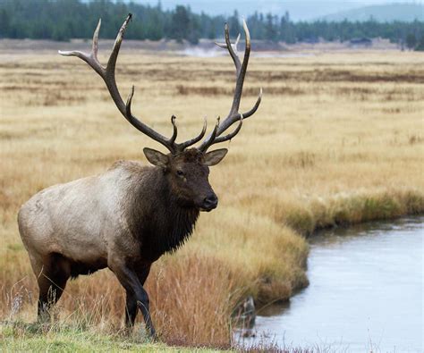 Big Bull Elk Photograph by Wesley Aston - Fine Art America