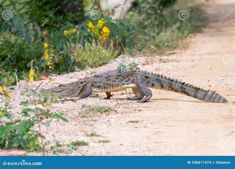 Mugger Crocodile or Crocodylus Palustris Walking on the Ground Stock ...