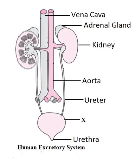 Draw a welllabelled diagram of human excretory system