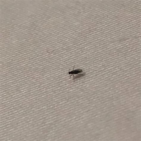 Tiny Black Bugs In House That Fly | Psoriasisguru.com