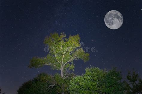 Night Forest on Starry Sky with Fool Moon Stock Image - Image of forest ...