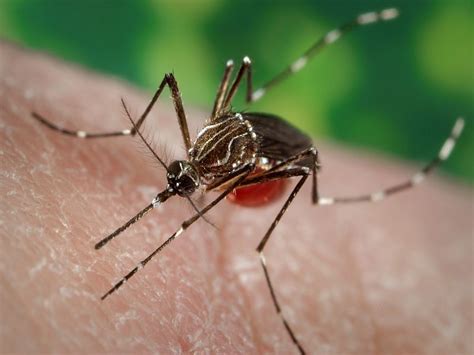 El “mosquito patas blancas” está causando la peor epidemia de dengue en ...