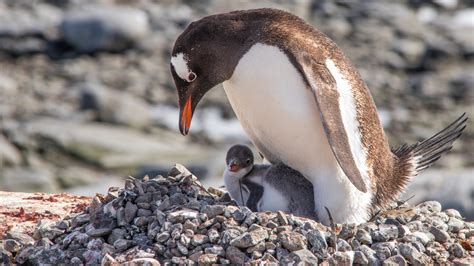 Scientists Discover New Gentoo Penguin Colony in Antarctica » Explorersweb