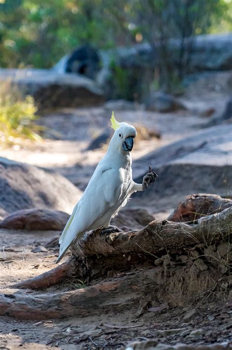 A White Cockatoo : r/australia