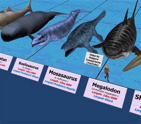 Megalodon Vs Basilosaurus