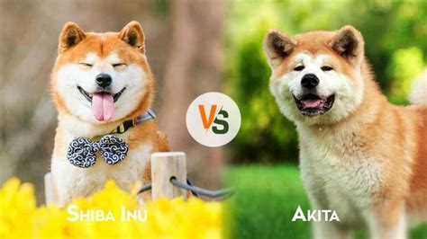 Shiba Inu vs. Akita: Which Is Better?