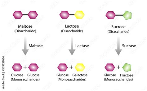 Carbohydrates Digestion. Maltase, Sucrase and Lactase Enzymes catalyze ...