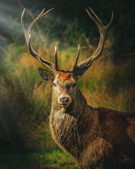 🔥 Red deer stag at Windsor Castle, UK : r/NatureIsFuckingLit