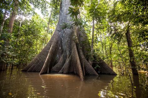 When Is The Best Time To Visit The Amazon Rainforest In Brazil ...