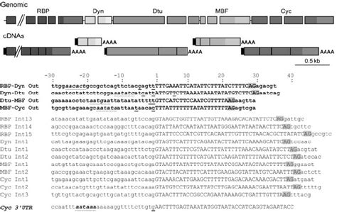 Intergenic sequences in a cluster of trans -spliced genes are very ...