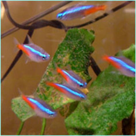 Breeding Tetra Fish