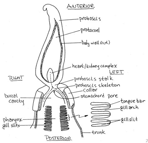 Acorn Worm Diagram