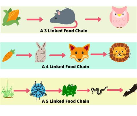 Food Chains And Food Webs Examples Of Food Chains And Food Webs ...