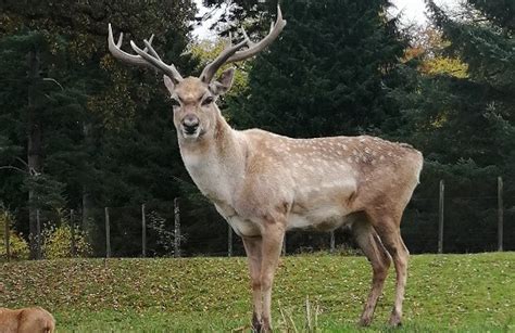 Persian fallow deer - Blair Drummond Safari Park