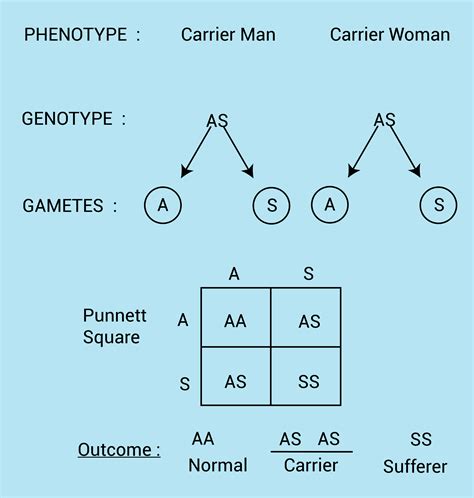 If a man who is a carrier for sickle cell anaemia marries a carrier ...