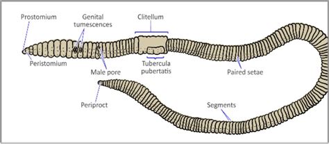 anatomy - WormWatch