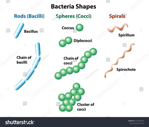 179 Cocci In Cluster Royalty-Free Photos and Stock Images | Shutterstock