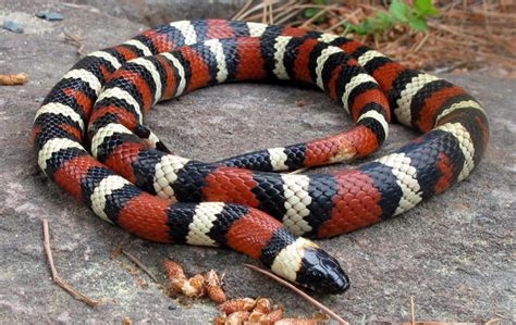 California Mountain Kingsnake Facts and Pictures