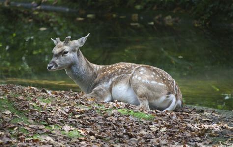 Male Persian Fallow Deer Resting | ClipPix ETC: Educational Photos for ...