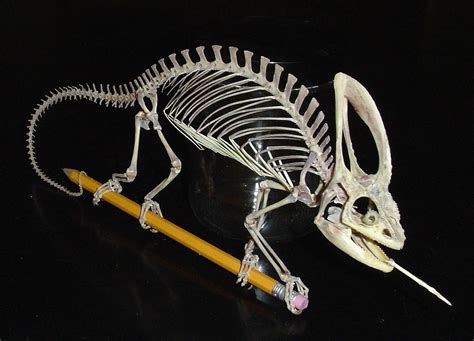 Skeleton of a veiled chameleon. Credit: Steve Huskey (from Science ...