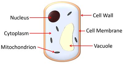 Pathogenic Fungus - Key Stage Wiki