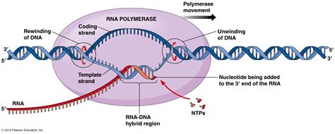 Transcription | From single cells to tissue systems