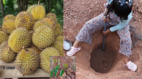 How to plant durian tree to fast harvest - Take time 3 years to durian ...