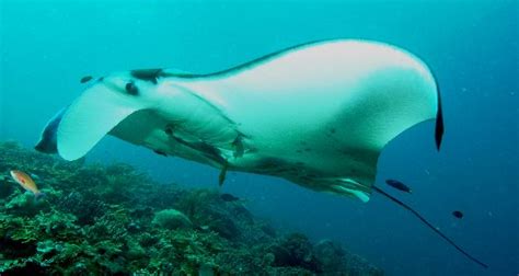 Manta Ray Habitat