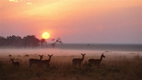 Sunrise over Maasai Mara National Reserve, Kenya - backiee