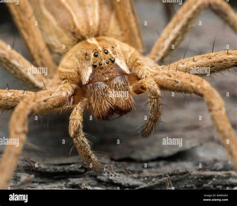 Nursery web spider (Pisaura mirabilis) close up of the face and head ...