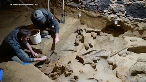 40,000-year-old mammoth bones discovered in wine cellar in Austria ...