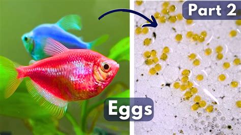 How To Identify Widow Fish Male And Female GLOW Colour