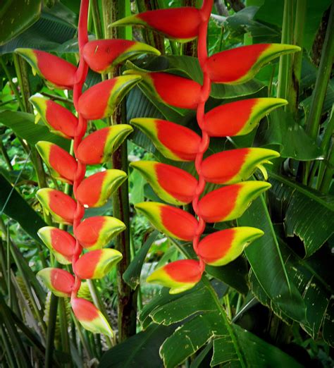 Spiral Ginger, Costus barbatus http://www.hotmix106.com/ | Ginger ...