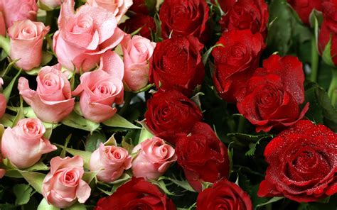 Pink & Red Roses Bouquet Wallpapers | HD Wallpapers | ID #8552