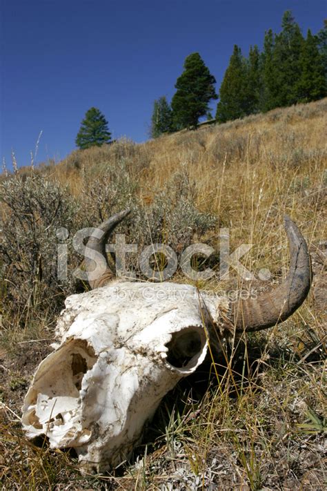 Bison Skull Stock Photo | Royalty-Free | FreeImages