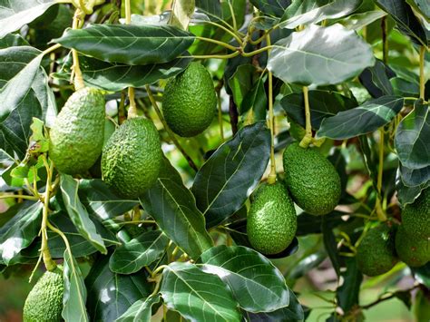 Avocado Growing Indoors - How To Grow An Avocado In A Pot