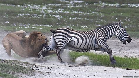 Against the Odds: A Daring Tale of How a Zebra Strategically Fends off ...