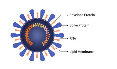 SARS-CoV-2 RNA virus illustration