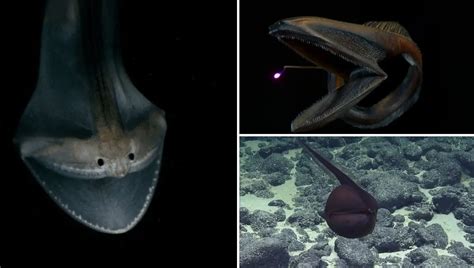 Meet the Gulper Eel: The Deep-Sea Predator with an Unusual Appearance ...