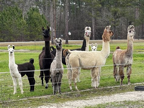 Llamas For Sale