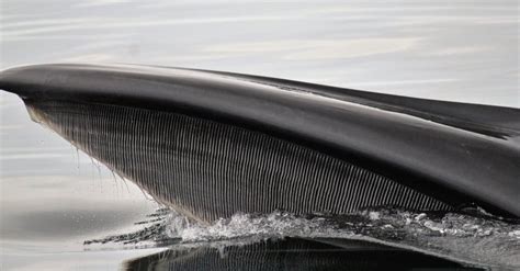 Blue Whale Teeth: Do Blue Whales Have Teeth? - A-Z Animals