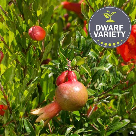 Pomegranate, Dwarf — Green Acres Nursery & Supply