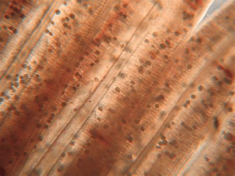 Amyloodinium ocellatum throphont´s in gills of infected fish ...