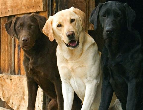 Cane Labrador Retriever: caratteristiche e cose da sapere