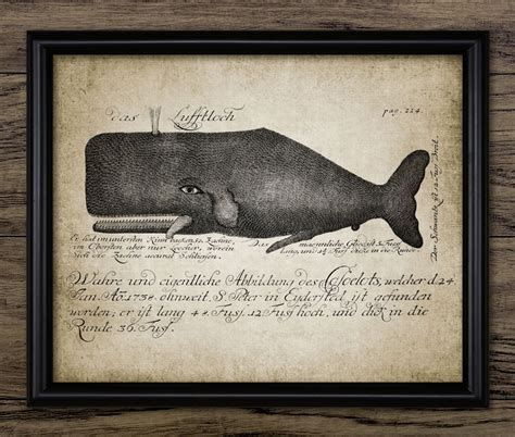 Whale Print Whale Illustration Vintage Whale Art Marine