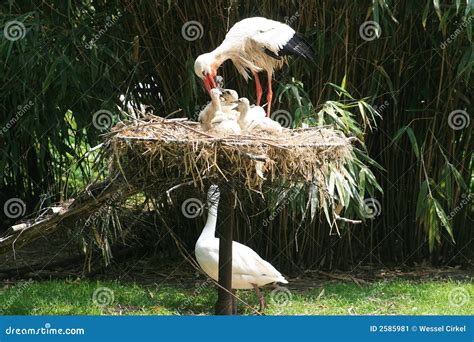 Feeding stork and chickens stock image. Image of legs - 2585981